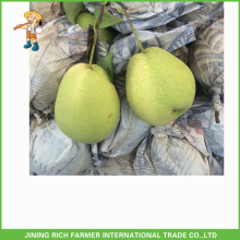 Buena Qulity Fresh Shandong exportación de pera a la India